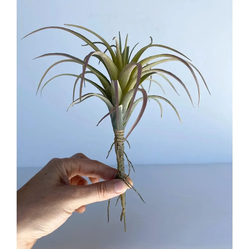 Artificial Air Plant - large Faux Air Plant Pick, Tillandsia Lonantha - Picture 5 of 6